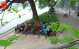 Ngỡ ngàng hàng phong trổ lá xanh mướt bên hồ Hoàn Kiếm